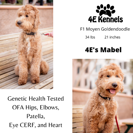Goldendoodle Breeder Las Vegas Badass Breeder 4E Kennels